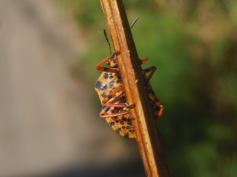 Pentatomidae da Arzachena (OT): Graphosoma lineatum lineatum